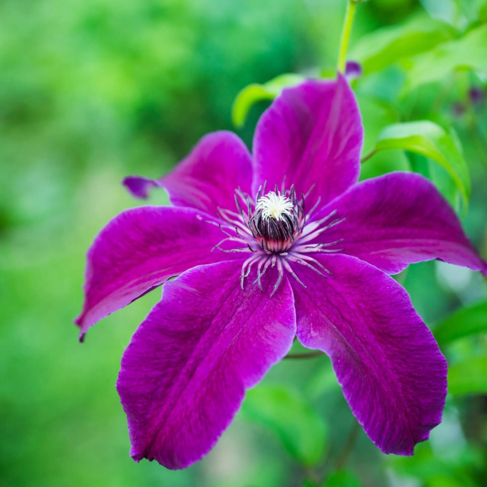 Clematis 'Niobe' (Clematis 'Niobe')