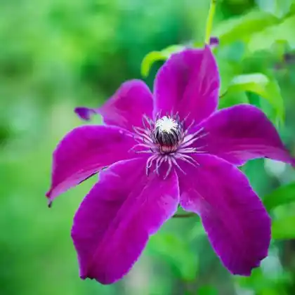 Foto von Clematis 'Niobe' (Clematis 'Niobe')