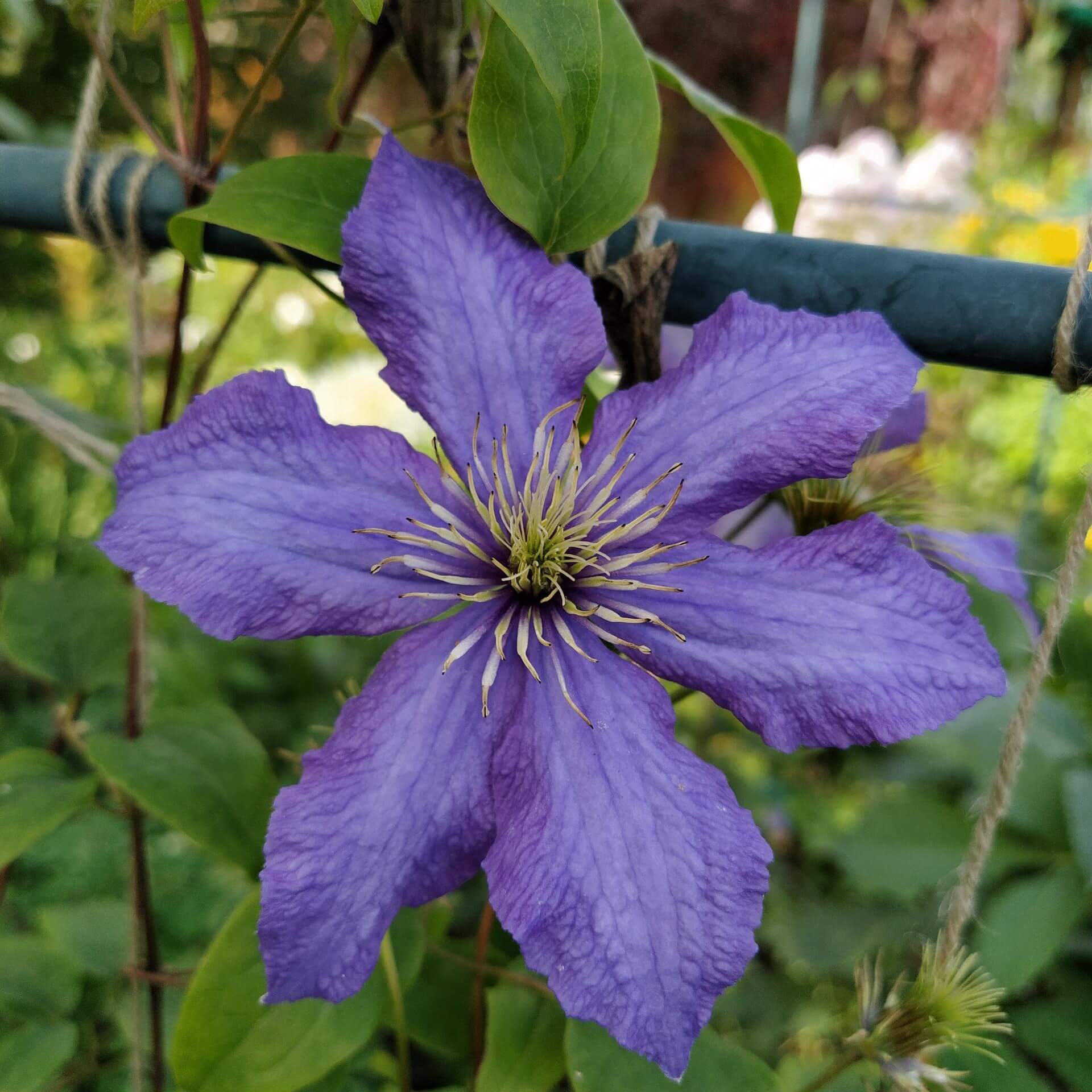 Clematis 'Rhapsodie' (Clematis 'Rhapsody')