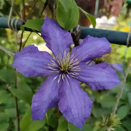 Foto von Clematis 'Rhapsodie' (Clematis 'Rhapsody')