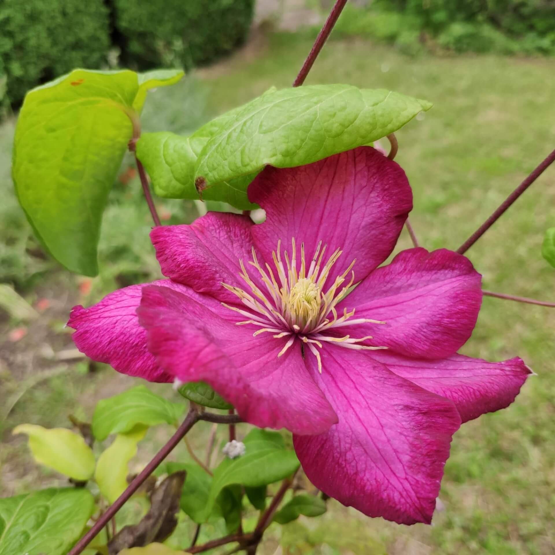 Clematis 'Rouge Cardinal' (Clematis 'Rouge Cardinal')