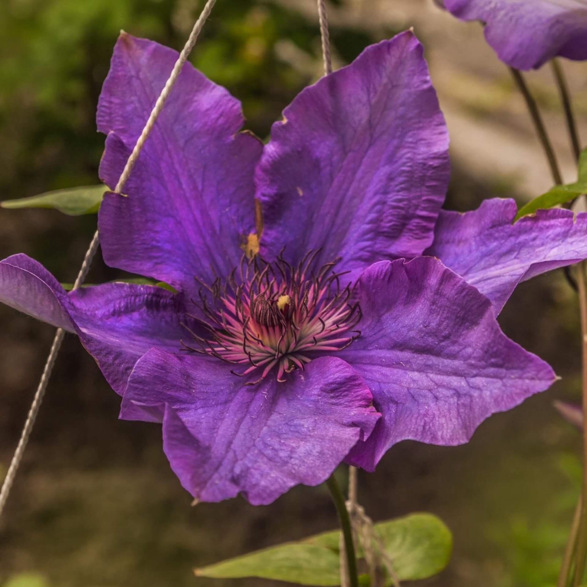 Clematis 'The President' (Clematis 'The President')