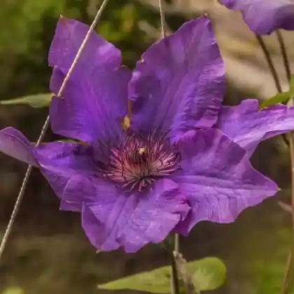 Foto von Clematis 'The President' (Clematis 'The President')