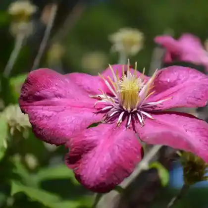 Foto von Clematis 'Ville de Lyon' (Clematis 'Ville de Lyon')