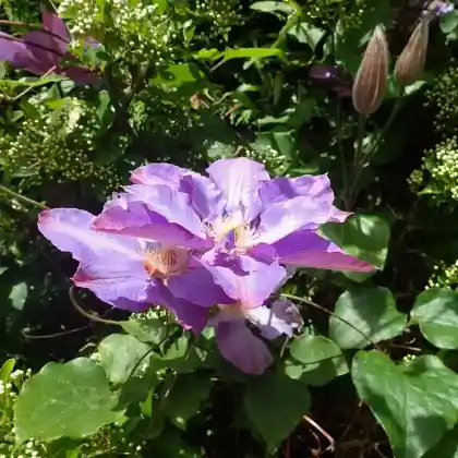 Foto von Clematis 'Vyvyan Pennell' (Clematis 'Vyvyan Pennell')