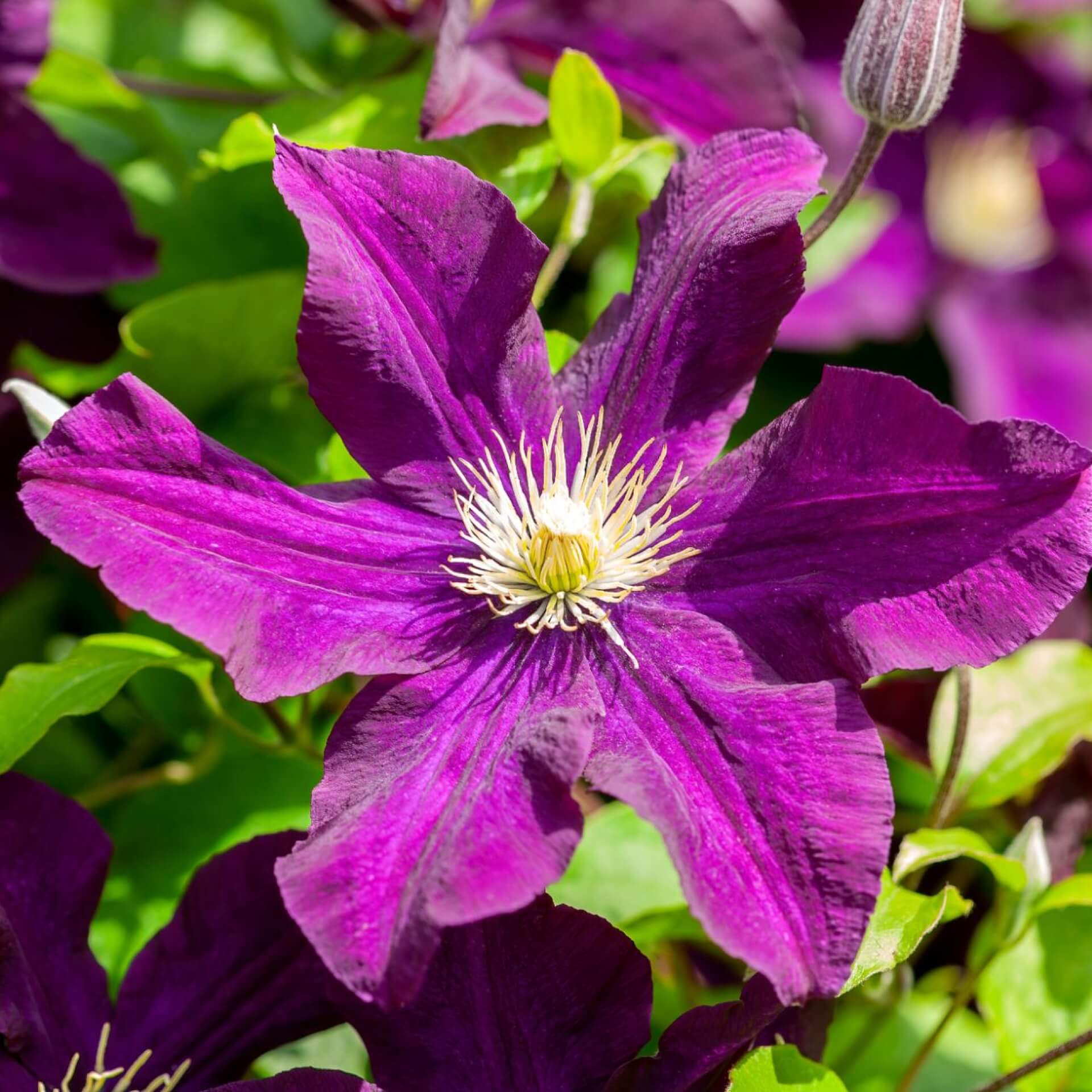 Clematis 'Warszawska Nike' (Clematis 'Warszawska Nike')