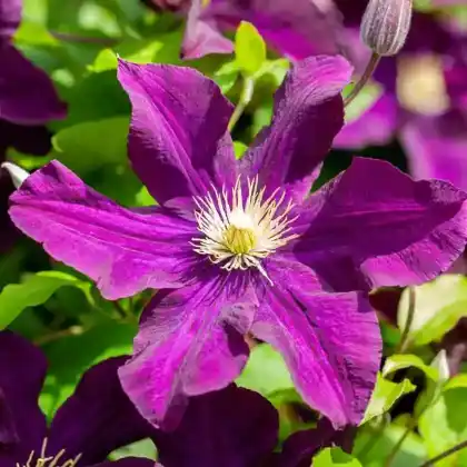 Foto von Clematis 'Warszawska Nike' (Clematis 'Warszawska Nike')