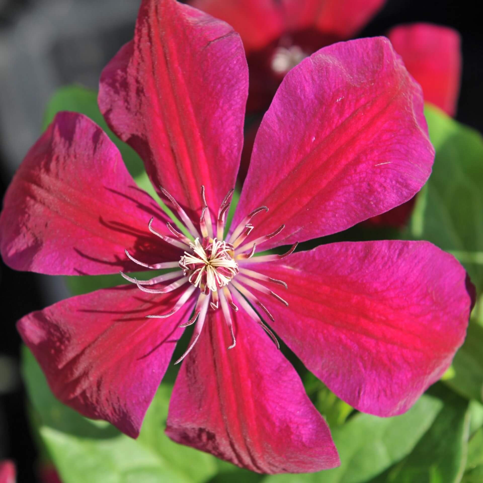 Clematis 'Westerplatte' (Clematis 'Westerplatte')