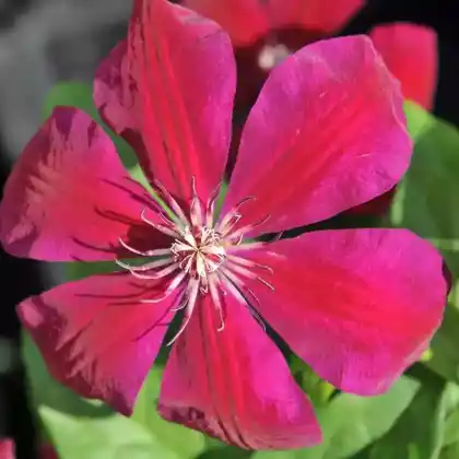 Foto von Clematis 'Westerplatte' (Clematis 'Westerplatte')