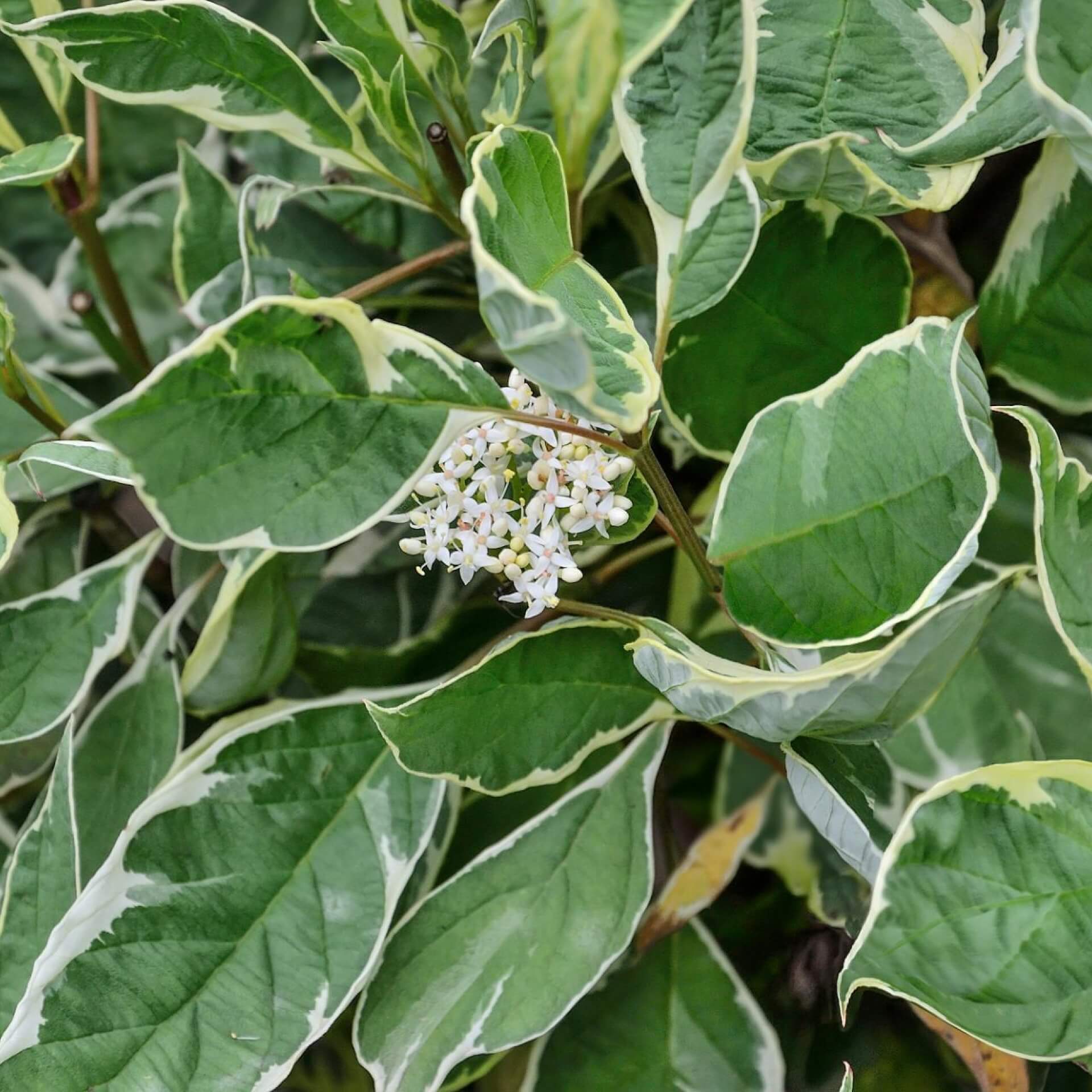 Weißbunter Purpur-Hartriegel 'Sibirica Variegata' (Cornus alba 'Sibirica Variegata')