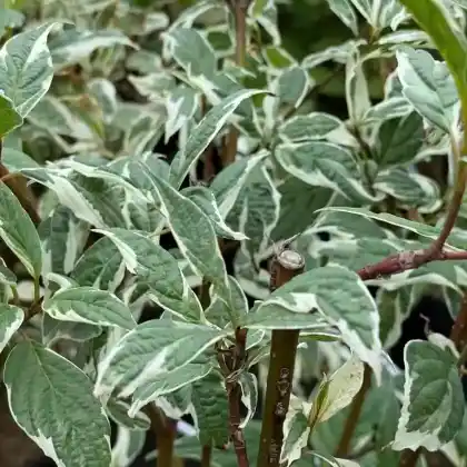 Foto von Weißbunter Purpur-Hartriegel 'Sibirica Variegata' (Cornus alba 'Sibirica Variegata')