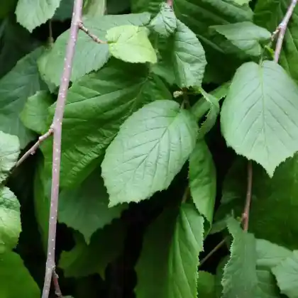 Foto von Trauerhasel 'Pendula' (Corylus avellana 'Pendula')