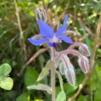 Foto von Borretsch (Borago officinalis)