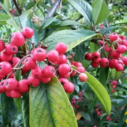 Foto von Wintergrüne Strauchmispel 'Cornubia' (Cotoneaster frigidus 'Cornubia')