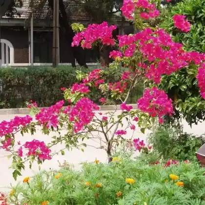 Foto von Kahle Drillingsblume (Bougainvillea glabra)