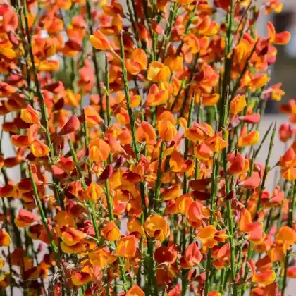 Foto von Edelginster 'Lena' (Cytisus scoparius 'Lena')