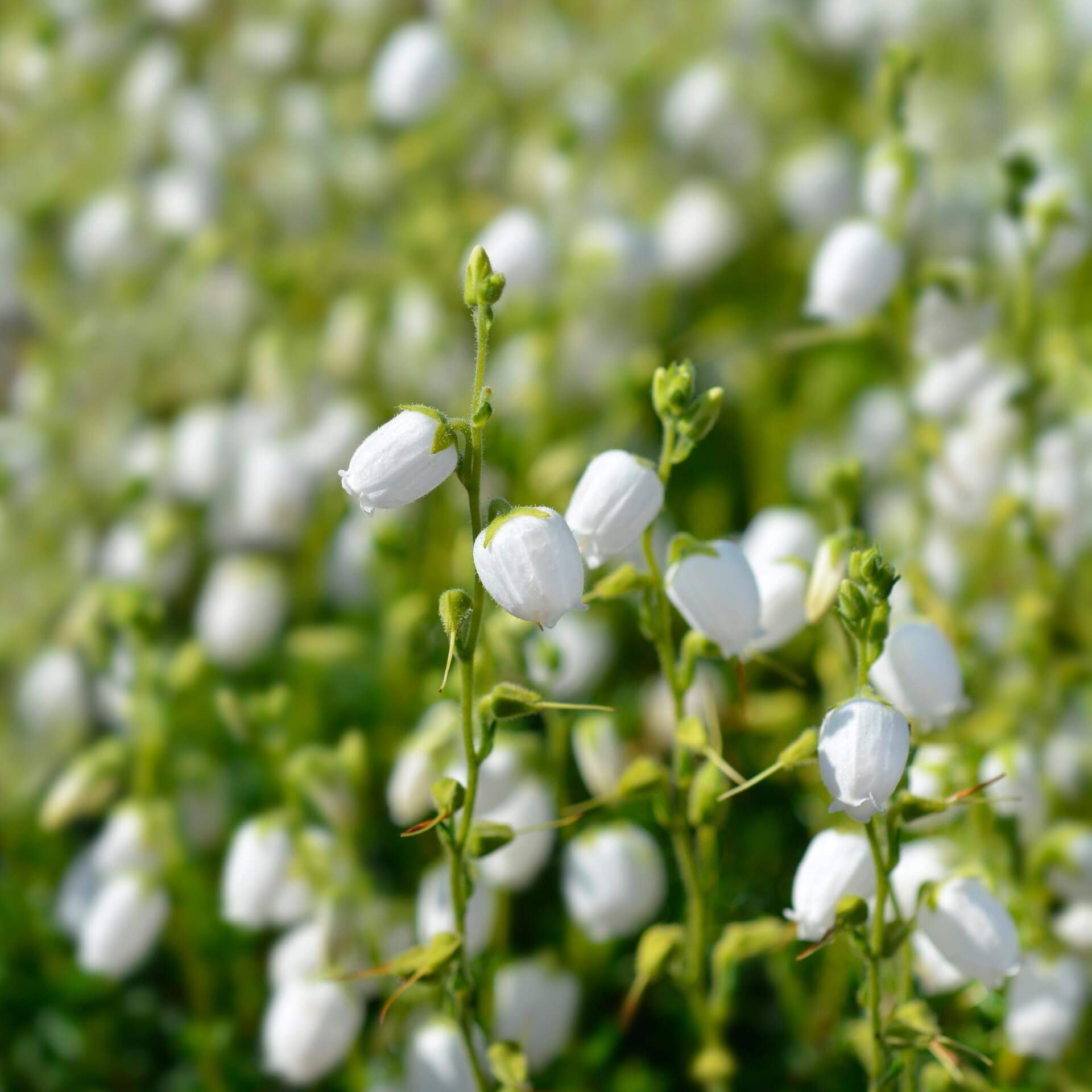 Irische Heide 'Alba' (Daboecia cantabrica 'Alba')