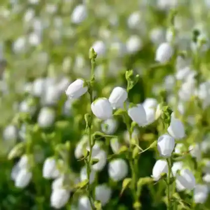 Foto von Irische Heide 'Alba' (Daboecia cantabrica 'Alba')