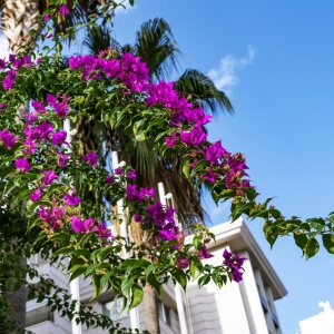 Bougainvillea spectabilis