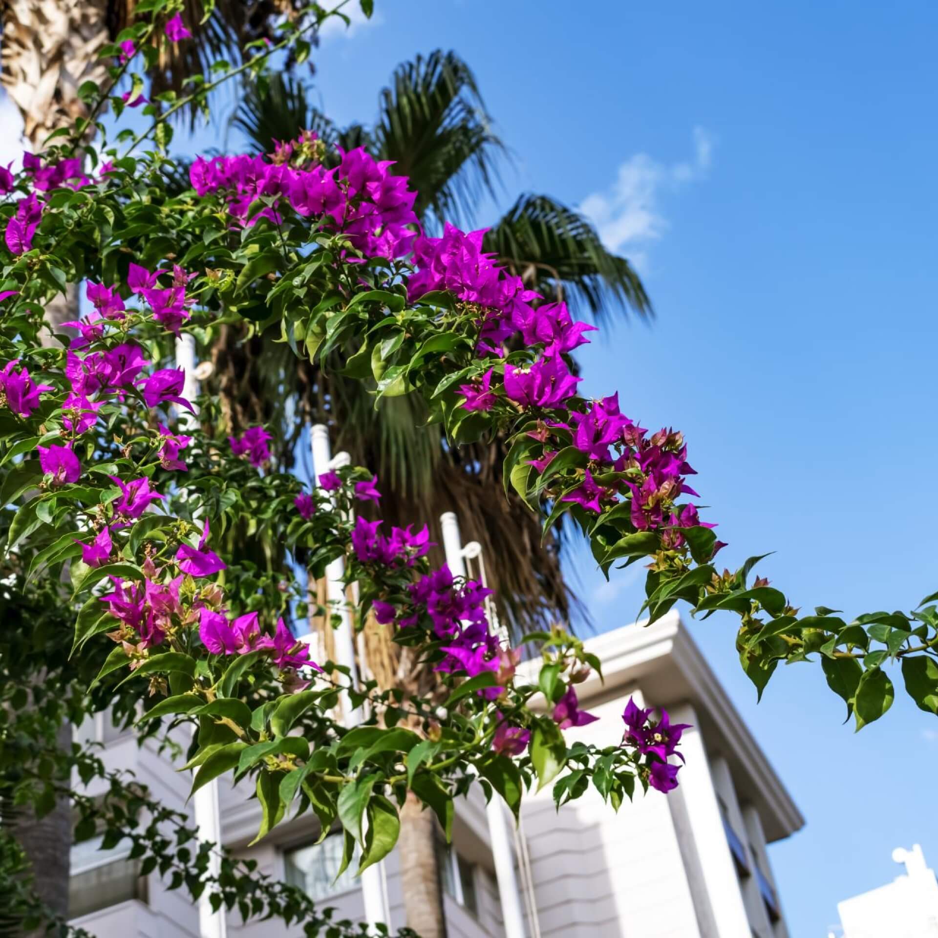 Prächtige Bougainvillea (Bougainvillea spectabilis)