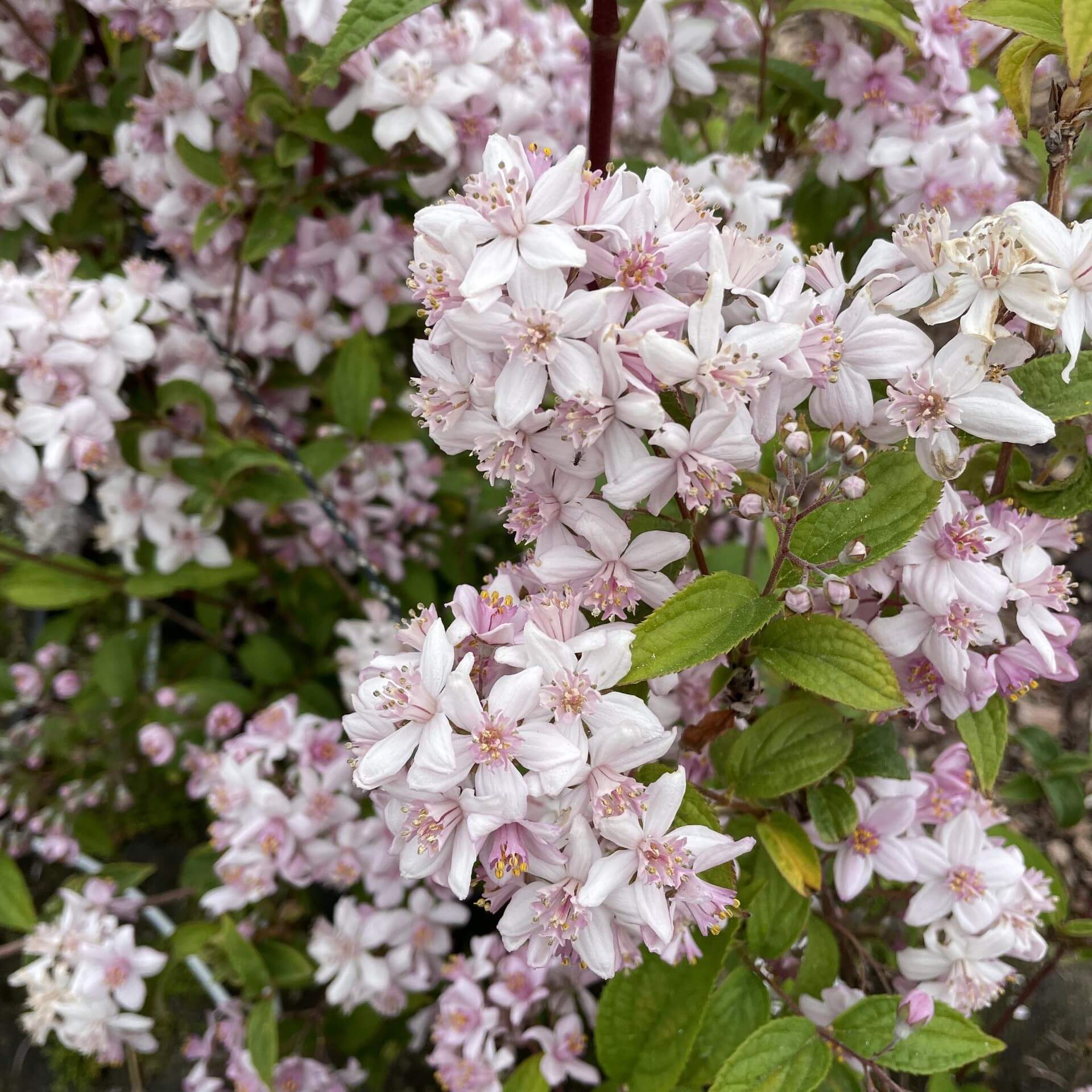 Rosendeutzie 'Mont Rose' (Deutzia x hybrida 'Mont Rose')