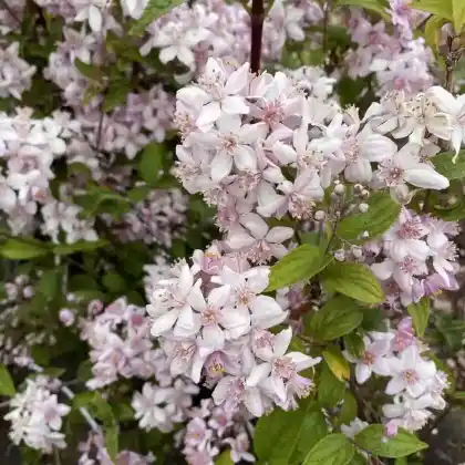 Foto von Rosendeutzie 'Mont Rose' (Deutzia x hybrida 'Mont Rose')