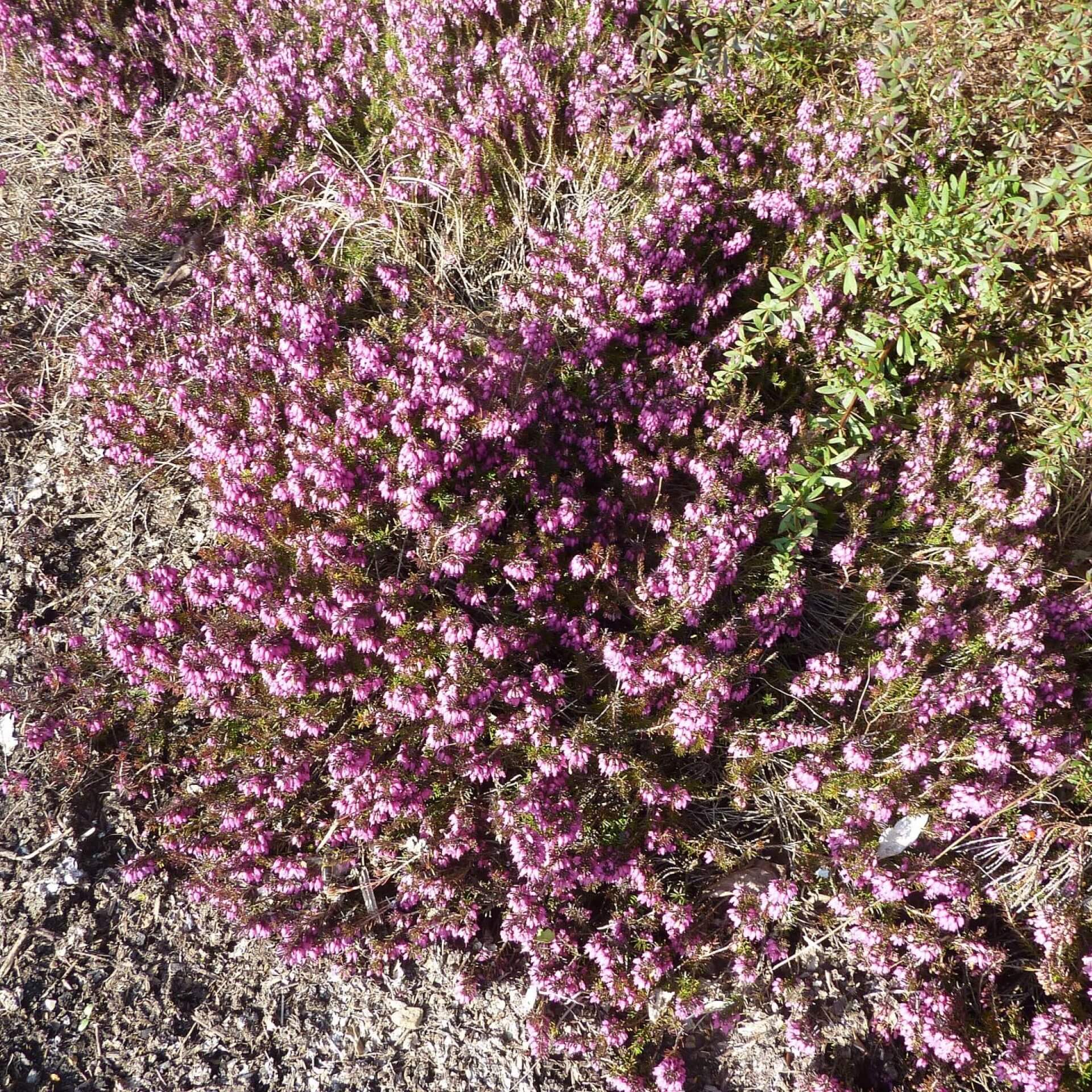 Heidekraut 'Challenger' (Erica carnea 'Challenger')