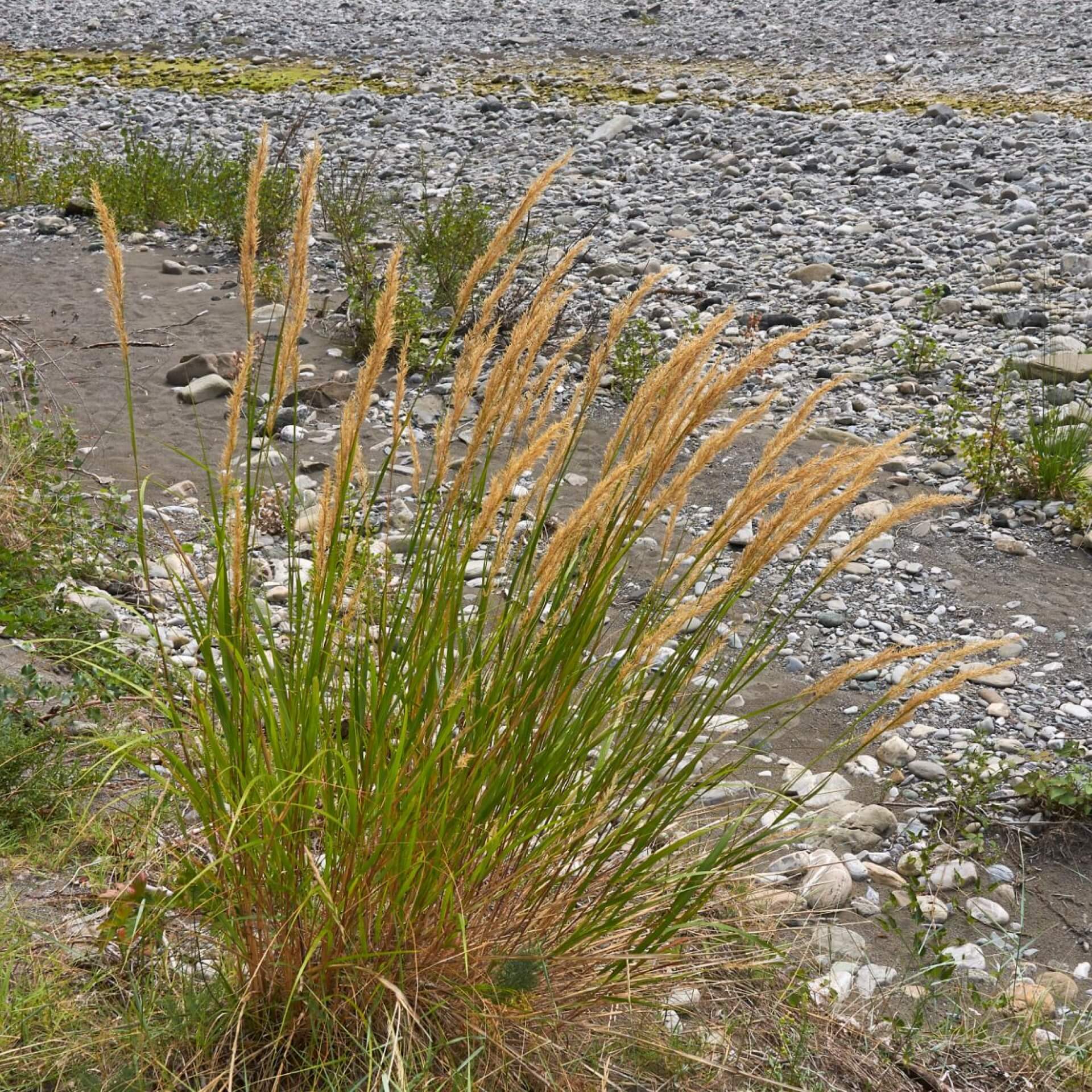 Silberährengras (Achnatherum calamagrostis)