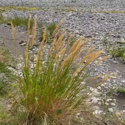 Foto von Silberährengras (Achnatherum calamagrostis)