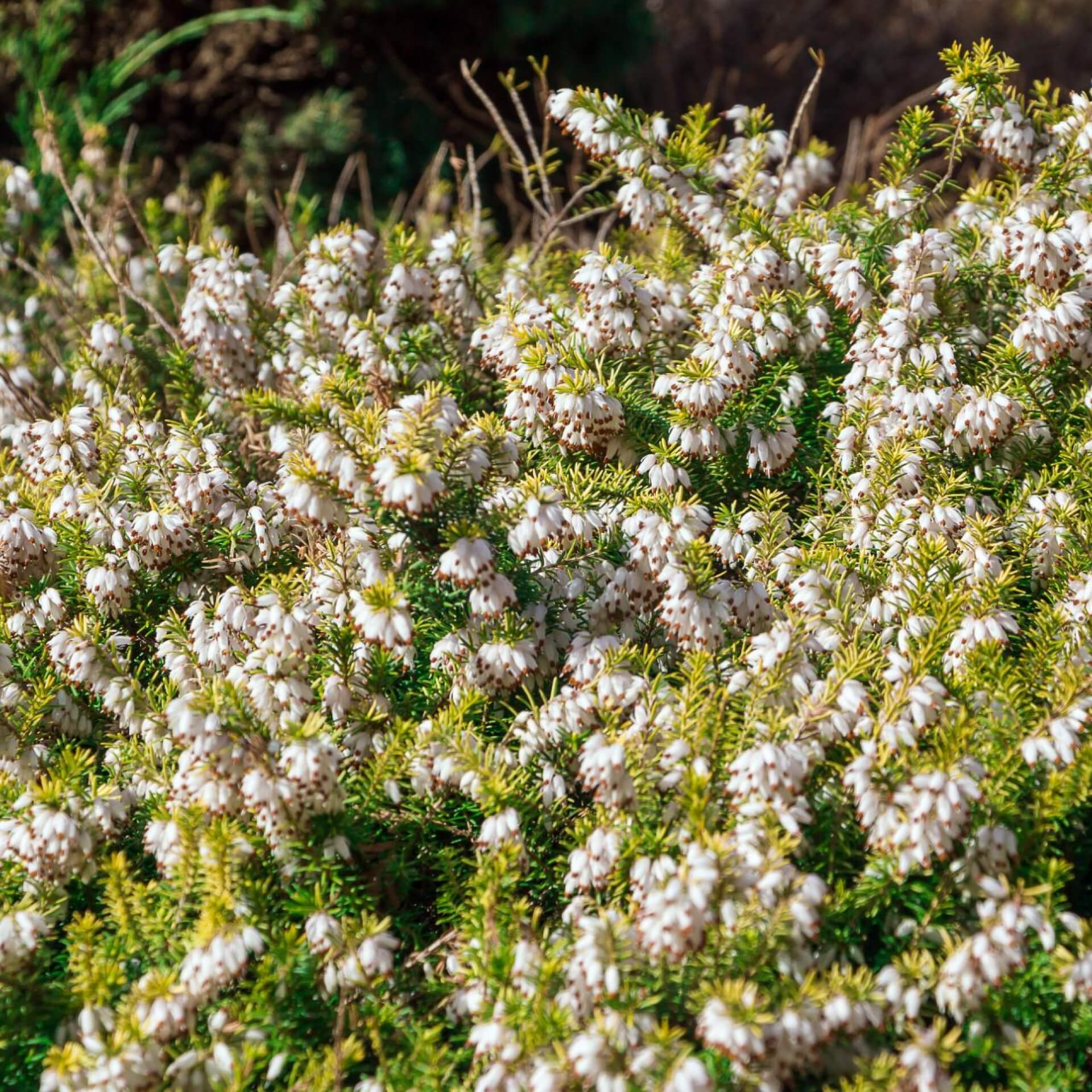 Schneeheide 'Golden Starlet' (Erica carnea 'Golden Starlet')