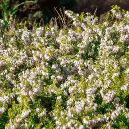 Foto von Schneeheide 'Golden Starlet' (Erica carnea 'Golden Starlet')