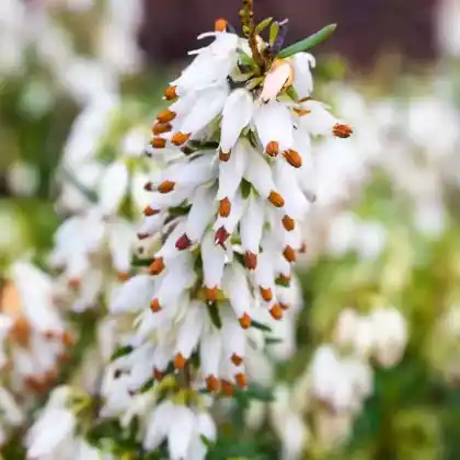 Foto von Schneeheide 'Isabell' (Erica carnea 'Isabell')