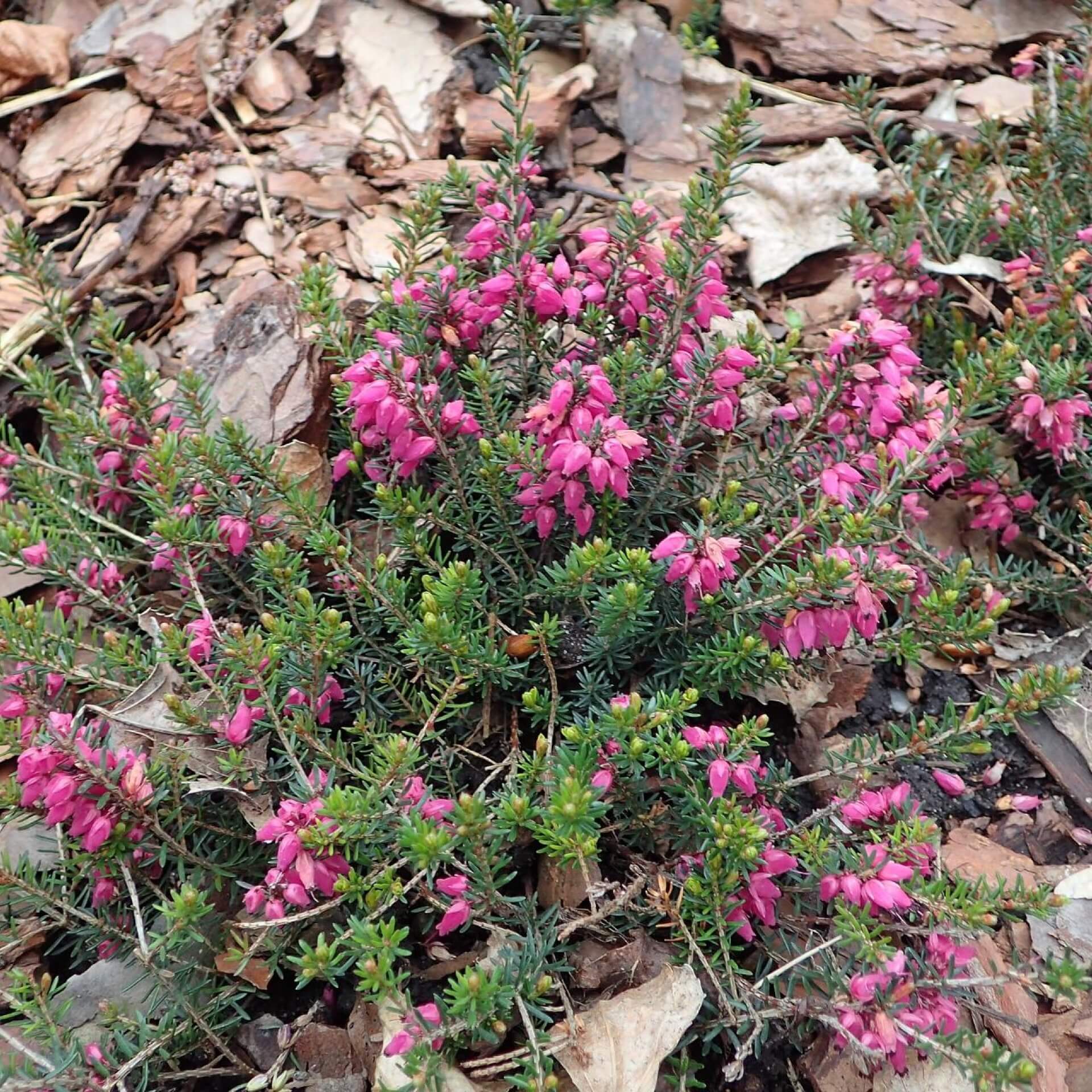 Schneeheide 'Rosantha' (Erica carnea 'Rosantha')