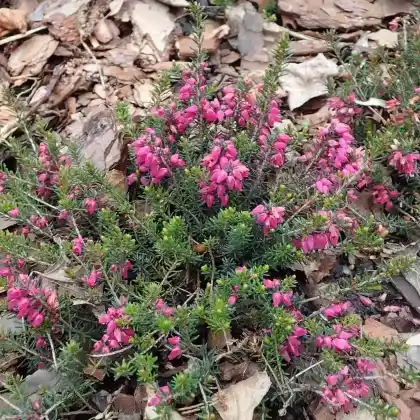 Foto von Schneeheide 'Rosantha' (Erica carnea 'Rosantha')