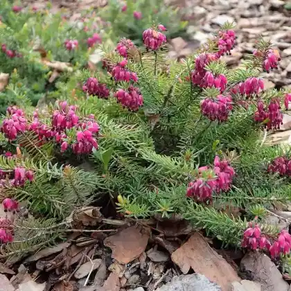 Foto von Schneeheide 'Whisky' (Erica carnea 'Whisky')