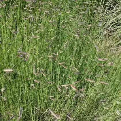 Foto von Moskitogras (Bouteloua gracilis)