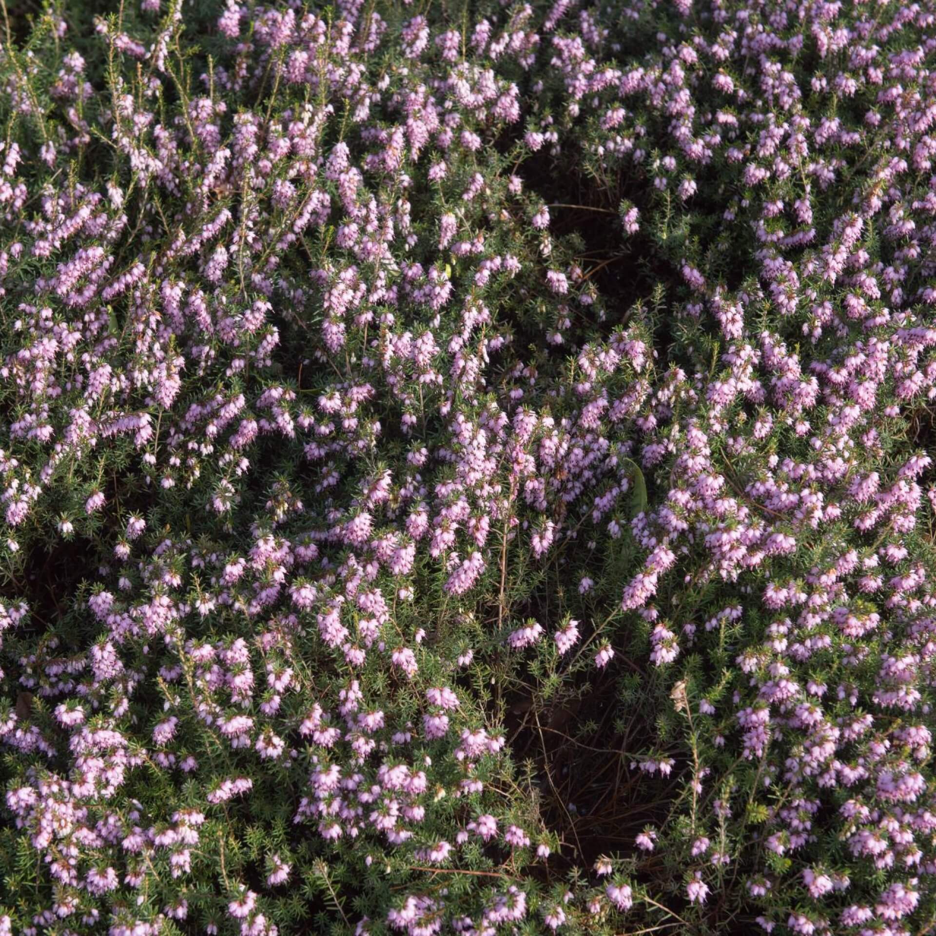 Winterblühende Heide 'Darley Dale' (Erica x darleyensis 'Darley Dale')