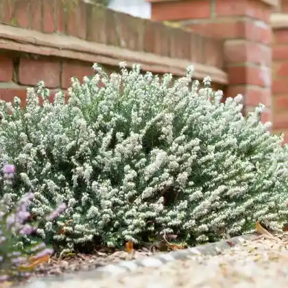 Foto von Winterblühende Heide 'White Perfection' (Erica x darleyensis 'White Perfection')