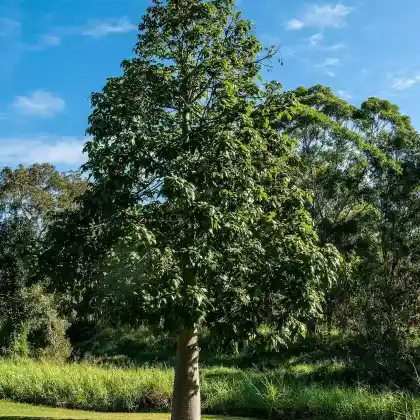 Foto von Ahornblättriger Flaschenbaum (Brachychiton acerifolius)