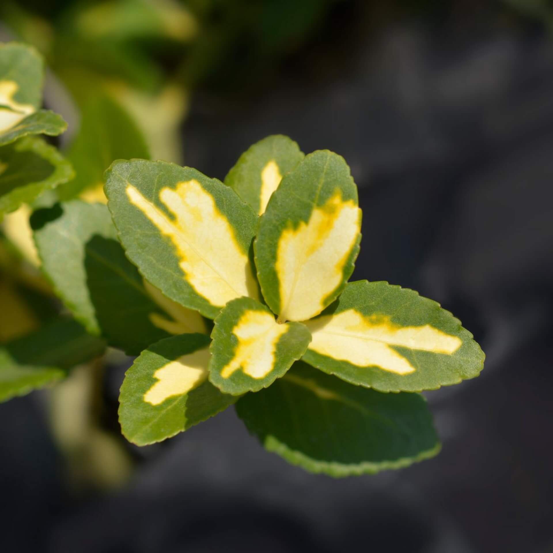 Kriechspindel 'Blondy' (Euonymus fortunei 'Blondy')