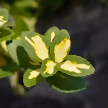 Foto von Kriechspindel 'Blondy' (Euonymus fortunei 'Blondy')