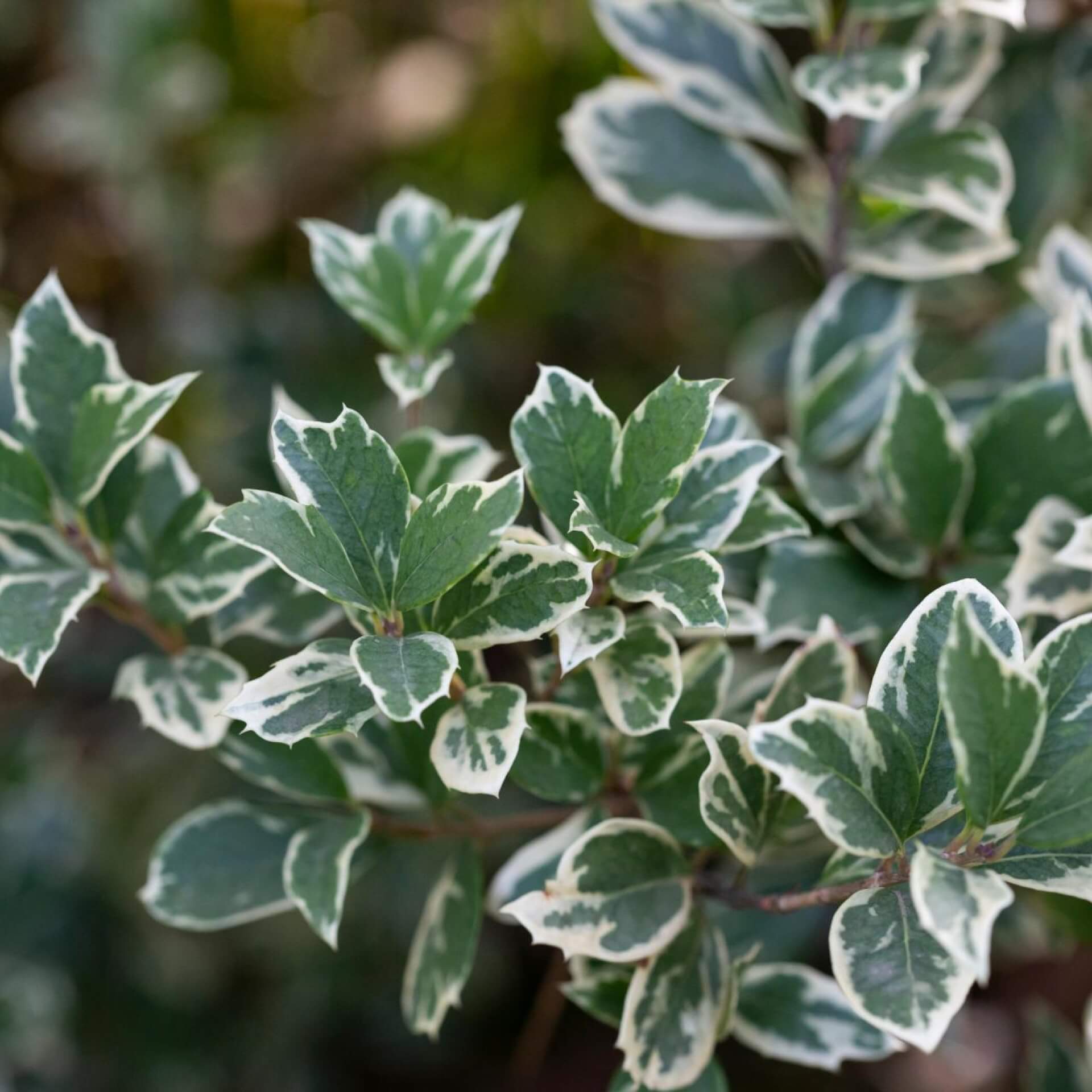 Spindelstrauch 'Emerald Gaiety' (Euonymus fortunei 'Emerald Gaiety')