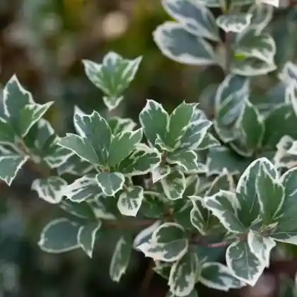 Foto von Spindelstrauch 'Emerald Gaiety' (Euonymus fortunei 'Emerald Gaiety')