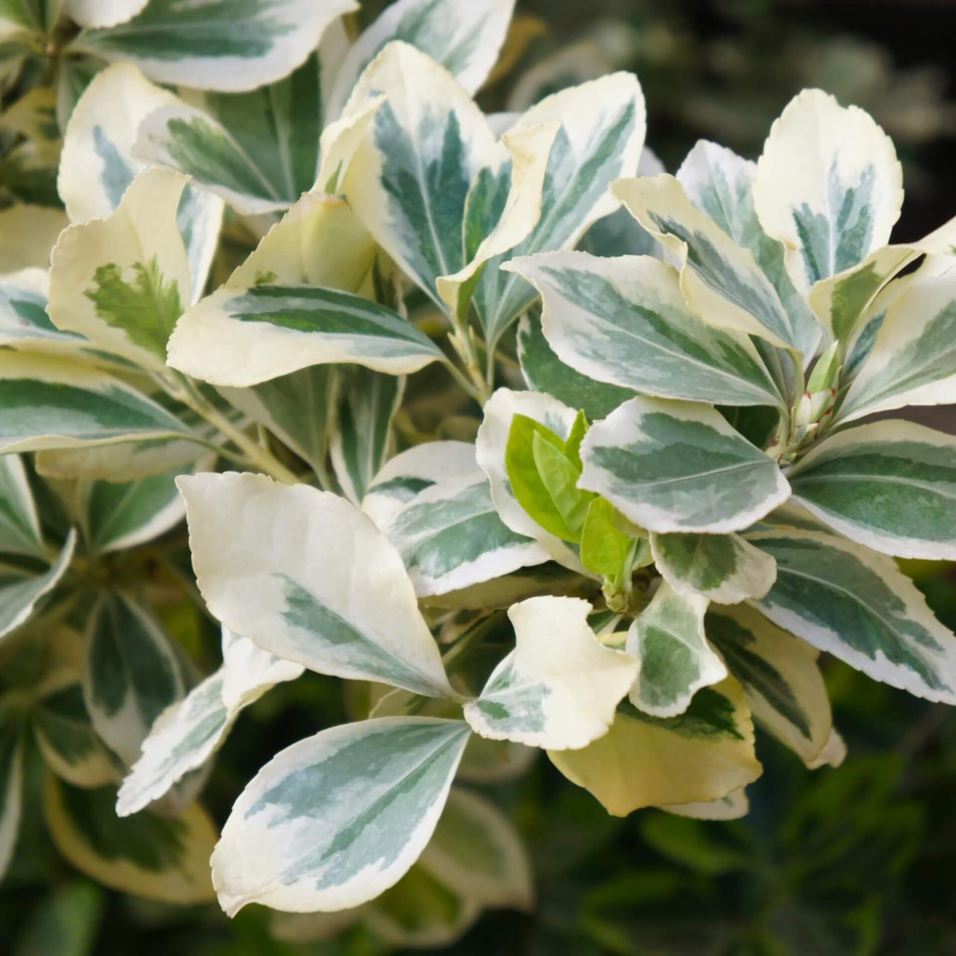 Weißbunte Kriechspindel 'Silver Queen' (Euonymus fortunei 'Silver Queen')