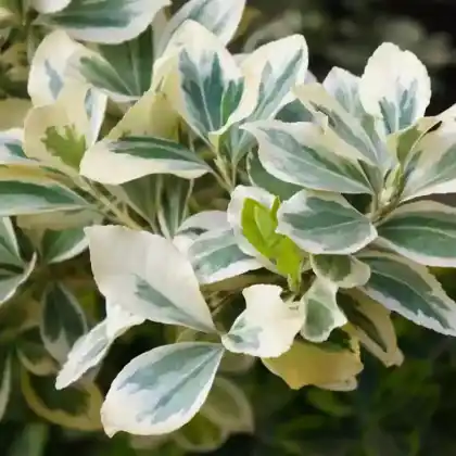Foto von Weißbunte Kriechspindel 'Silver Queen' (Euonymus fortunei 'Silver Queen')
