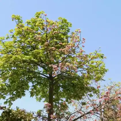 Foto von Lacebark Flaschenbaum (Brachychiton discolor)