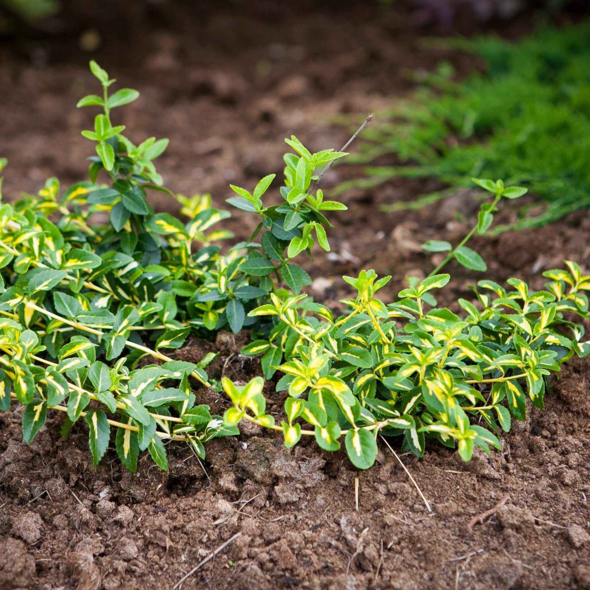 Goldgelber Spindelstrauch 'Sunspot' (Euonymus fortunei 'Sunspot')