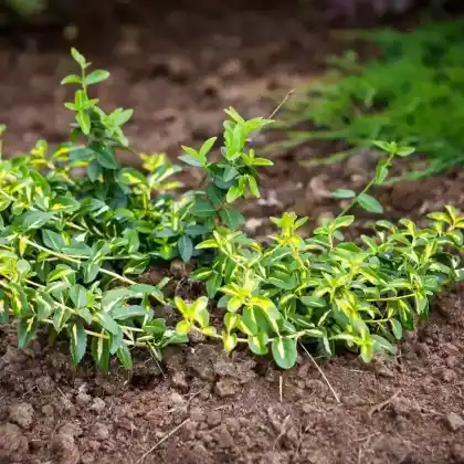 Foto von Goldgelber Spindelstrauch 'Sunspot' (Euonymus fortunei 'Sunspot')