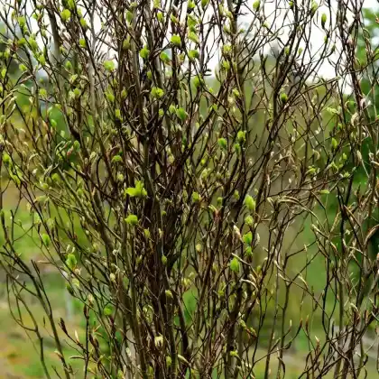Foto von Säulen-Goldbuche 'Dawyck Gold' (Fagus sylvatica 'Dawyck Gold')