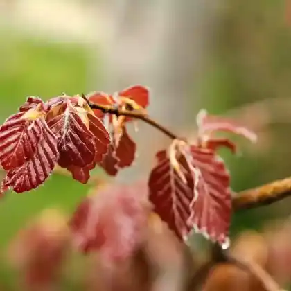 Foto von Blutbuche 'Purple Fontaine' (Fagus sylvatica 'Purple Fountain')